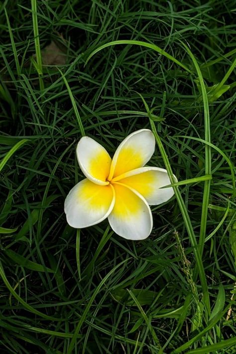 Bangla Art, Be A Wildflower, Field Of Roses, Freesia Flowers, Christian Iphone Wallpaper, Beautiful Flower Drawings, Nature Photography Flowers, Plumeria Flowers, Flowers Photography Wallpaper