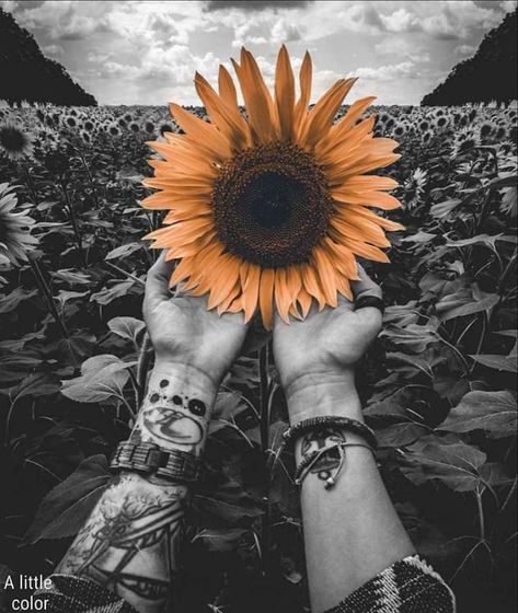 Facebook Cover Photos Vintage, Cow Hyde, Beautiful Wallpapers For Iphone, Sunflower Pictures, Horse Wallpaper, Cute Fall Wallpaper, Witchy Wallpaper, Prophetic Art, Lovely Flowers Wallpaper