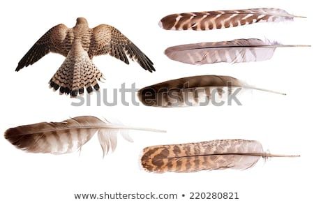 flying brown falcon and feathers set isolated on white background Falcon Feather, Hawk Feather, Photo Posters, Feathers, Art Projects, White Background, Photo Editing, Photo Image, Royalty Free Stock Photos