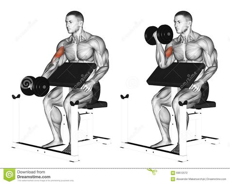 Exercising. One Arm Dumbbell Preacher Curl - Download From Over 58 Million High Quality Stock Photos, Images, Vectors. Sign up for FREE today. Image: 68612572 Dumbbell Bicep Workout, Upper Arm Exercises, Arm Training, Beginners Fitness, Biceps Brachii, Challenge Fitness, Forearm Workout, Transformation Fitness, Planner Fitness