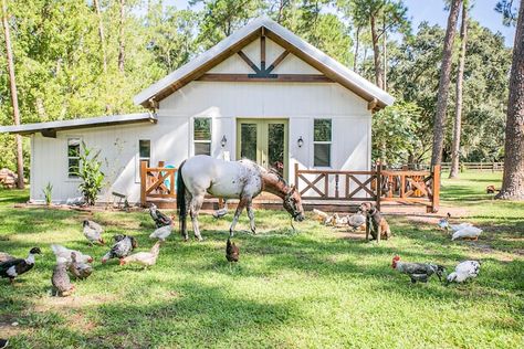 HORSE FARM Retreat, Newer Built Private Guesthouse - Farm stays for Rent in Zephyrhills, Florida, United States - Airbnb Farm Airbnb Ideas, Farm Airbnb, Zephyrhills Florida, Rescue Farm, Guinea Hens, Florida Farm, Farm Retreat, Airbnb Design, Country Lifestyle