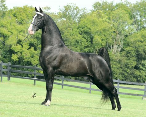 Beautiful Tennessee Walking Horse Tennessee Walker Horse, Saddlebred Horses, Tennessee Walker, American Saddlebred Horses, Tennessee Walking Horse, Clydesdale Horses, American Saddlebred, Walking Horse, Palomino Horse