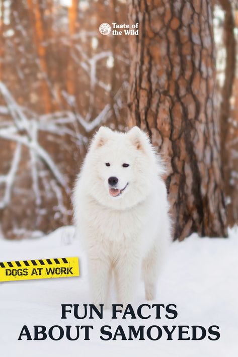 Samoyed Grooming, Puppy Quotes, Three Dog Night, Cold Weather Dogs, Samoyed Dog, Samoyed Dogs, Pet Breeds, Dog Facts, Adorable Dogs