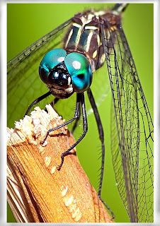 DRAGON FLIES (Cross Curriculum K-6 to Science - The Living World) Dragonfly Meaning Spiritual, Dragonfly Eyes, Macro Photography Insects, Arts And Science, Dragonfly Photos, Damselflies, Dragonfly Insect, Dragon Flies, Dragonfly Dreams