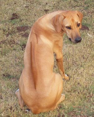 Rhodesian Ridgeback. My neighbor has this breed of dog and he's HUGE! But so sweet and he never barks. Ridgeback Dog, Dog Breeds Pictures, Rhodesian Ridgeback Dog, Rare Dog Breeds, Mohawks, Lion Dog, Dream Dog, Loyal Dogs, Rhodesian Ridgeback