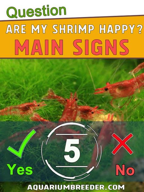 Neocardinia Shrimp Tank, Fresh Water Shrimp Tank, Freshwater Shrimp Tank, Freshwater Shrimp Aquarium, Shrimp Tank Ideas Freshwater Aquarium, Planted Shrimp Tank, Shrimp Aquarium Ideas, Cherry Shrimp Tank Ideas, Shrimp Fish Tank