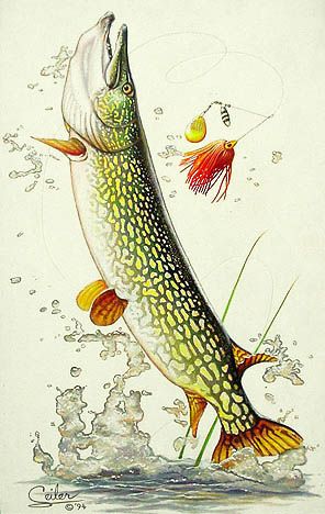 Musky Fish Drawing, Pike Drawings, Pike Art, Pike Fish, Fish Photo, Musky Fishing, Dinosaur Sketch, Painting Fish, Fishing Art