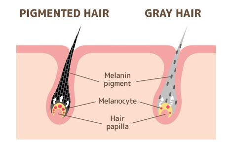 What Is Melanin, Increase Melanin, Hair Turning White, Hair Pigmentation, Onion Juice For Hair, Premature Grey Hair, Dark Green Vegetables, Onion Juice, Increase Hair Growth