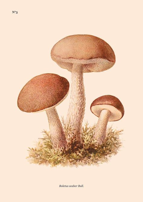 Mushroom mushrooms vintage prints, biology plant art print coastal forest rustical poster wall decoration hamptons cottage style rustical Cottage Core Posters, Mushroom Poster, Plant Art Print, Posters And Prints, Modern Artwork, Art Graphique, Botanical Illustration, Vintage Images, Botany