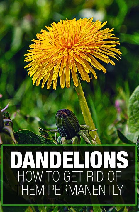 How to Get Rid of Dandelions? — Our Tips (that Work) Planting Ginger Root, Get Rid Of Dandelions, Kill Weeds Naturally, Homestead Gardening, Dandelion Seed, Grill Grates, Dandelion Flower, Grass Seed, Summertime Fun