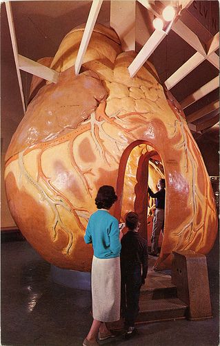 The human heart we all walked through, Museum of Science and Industry (Chicago Pin of the Day, 8/5/2015). Chicago Museums, Museum Of Science, The Human Heart, Chicago History, Chicago Travel, My Kind Of Town, Chicago City, Childrens Museum, My Funny Valentine