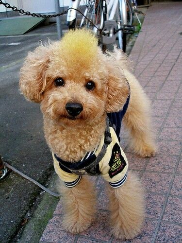 Poodle Mohawk, Miniature Poodle Haircuts, Dog Mohawk, Poodle Hairstyles, Poodle Haircut Styles, Pets Pictures, Puppy Haircut, Poodle Hair, Poodle Haircut