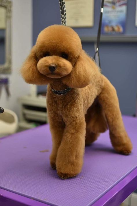 Japanese Poodle Grooming, Asian Fusion Grooming Poodle, You Poodle Haircut, Teddy Bear Poodle Haircut, Toy Poodle Teddy Bear Cut, Mini Poodle Haircut, Mini Poodle Haircut Styles, Toy Poodle Full Grown, Toy Poodle Haircut Styles