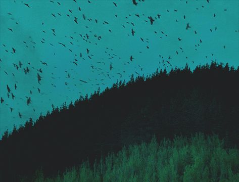 Turquoise | gif, blue e birds Teal Gif Banner, Turquoise Banner Gif, Cyan Banner Gif, Turquoise Banner, Teal Banner, Teal Bird, Cyan Colour, Bird Gif, Blue Banner