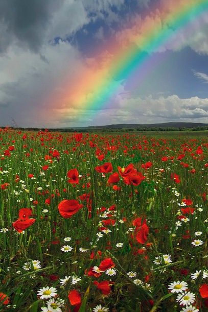 Rainbow Poppy, November Rain, Rain Storm, Water Cycle, Rain Poncho, After The Rain, Poppy Field, Board Ideas, Happy Place