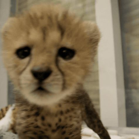 trending GIFs 5 Siblings, Cheetah Pictures, Animals Gif, Gif Ideas, Baby Cheetah, Gif Wallpaper, Cheetah Cubs, Baby Cheetahs, Cute Alpaca