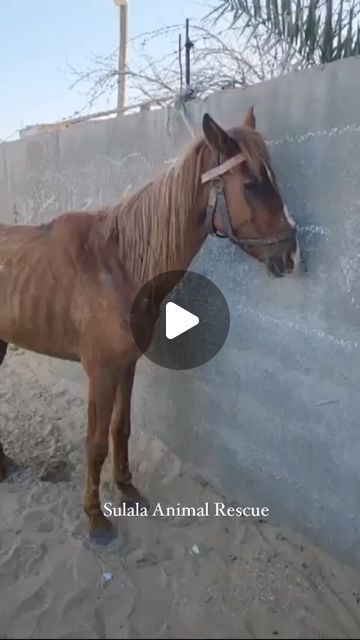 Sulala Animal Rescue on Instagram: "Fajr’s journey ❤️🐴" Animal Rescue Stories, Rescue Dog, August 27, Rescue Dogs, Animal Rescue, Dogs, Animals, On Instagram, Instagram