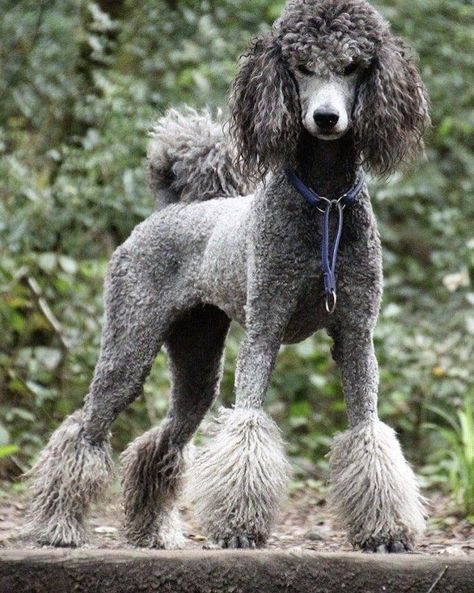 Standard Poodle Haircuts, Poodle Haircut Styles, Poodle Hair, Poodle Haircut, Dog Grooming Styles, Poodle Puppy Standard, Poodle Cuts, Puppy Cut, Poodle Grooming