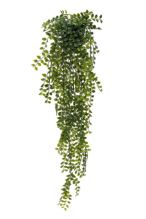 GR 548_Website.jpeg Plants In Architecture, Plants Cutout, Plants Photoshop, Scandinavian Plant, Png Plants, Hanging Greenery, Frames Design Graphic, Plant Png, Plant Texture