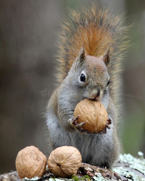 American Red Squirrel, Squirrel Pictures, Squirrel Funny, Creature Of Habit, Cute Squirrel, A Squirrel, Red Squirrel, Airbrush Art, Alam Yang Indah