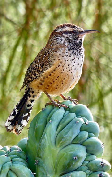 Wren Tattoo, Wren Bird, Cactus Wren, Southwestern Art, Desert Life, Bird Book, Desert Plants, Bird Pictures, Pretty Photos