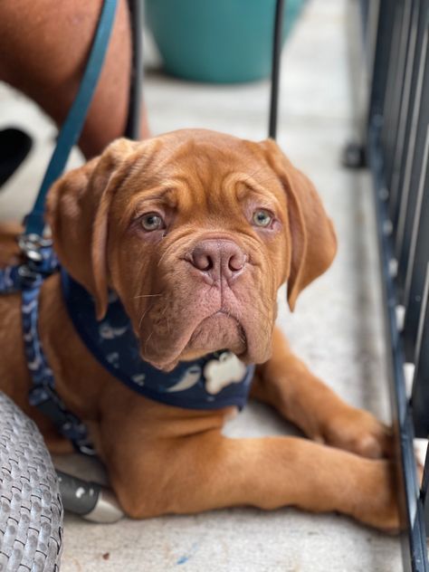 Dogue De Bordeaux Puppies, Bordeaux Dog, Bully Dogs, French Mastiff, Animal References, Dream Dog, Bully Dog, Bull Mastiff, Pitbull Puppies