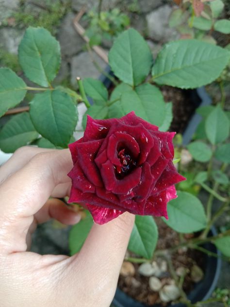 Red Rose, bunga mawar merah Whatsapp Chatting Images, Cute Display Pictures For Whatsapp, Rose In Hand, Rose Pic, Rose Flower Photos, Cat Gym, Red Roses Wallpaper, Black Hijab, Nature Photography Flowers