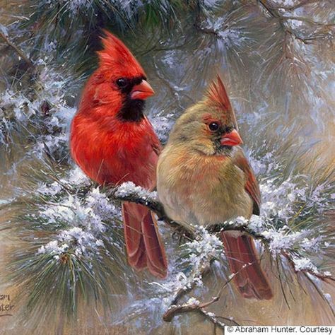 Abraham Hunter 😊 (@abrahamjhunter) • Instagram photos and videos Cardinal Birds Art, Cardinal Couple, Large Cross Stitch Patterns, Cardinal Painting, Christmas Bird, Cardinal Birds, Cross Stitches, Bird Pictures, Bird Drawings