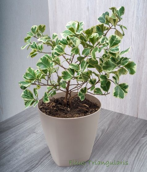 Ficus Triangularis Houseplant Ficus Triangularis, Variegated Ficus, Indoor Ferns, Grow House, Kalanchoe Blossfeldiana, Ficus Elastica, Floor Plants, Tall Plants, Decorative Pots