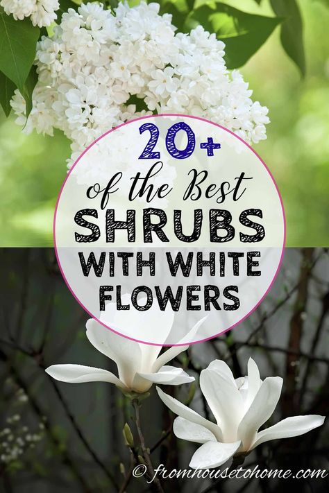 Shrubs With White Flowers, White Garden Design, Flowers Full Sun, Perennial Bushes, Growing Gardenias, Blue And White Garden, White Flowering Shrubs, White Flowers Garden, White Flower Garden