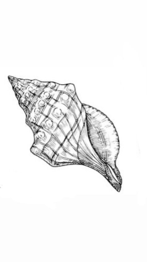 Seashell Back Tattoo, Whelk Shell Tattoo, Conch Shell Tattoo, Seashell Tattoo, Shell Tattoo, Shell Drawing, Seashell Tattoos, Shell Tattoos, Fish Tattoo