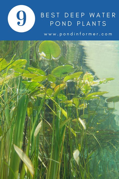 9 of the best deep water pond plants including floating, submerged, and marginals, plus tips on how to plant them. Pond Plants Ideas, Pond Plants That Clean Water, Water Pond Plants, Submerged Plants, Water Plants For Ponds, Lake Plants, Patio Ponds, Swim Pond, Floating Pond Plants