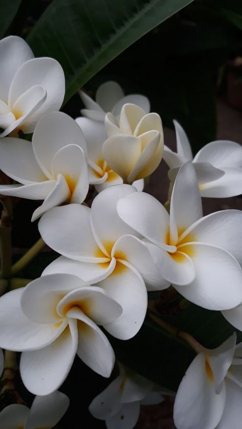 Frangipani Flower Aesthetic, Plumarias Flower, Plumeria Flowers Wallpaper, Plumeria Flowers Aesthetic, Frangipani Aesthetic, Kamboja Flower, Frangipani Wallpaper, Monoi Flower, Tropical Flower Wallpaper