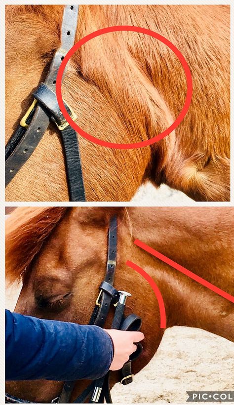 ARTICLES | thirzahendriks Horse Biomechanics, Therapeutic Horseback Riding, Equine Massage, Parotid Gland, Horse Custom, Vet Medicine, Horse Care Tips, Horse Facts, Equine Therapy