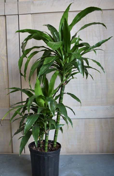 Corn Plants Indoor, Corn Plant Indoor Care, Corn Plant Indoor, Corn Plant Care, Inside House Plants, Low Maintenance House Plants, Dracaena Fragrans, Room Plants, Growing Corn