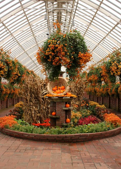 Fall Flower Garden Tour Fall Flowers Garden, Garden Center Displays, Purple Mums, Phipps Conservatory, Garden Trains, Tattoo Plant, Tropical Flower Arrangements, Meteor Garden 2018, Autumn Display