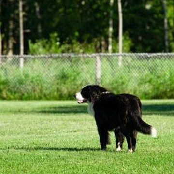 Jupiterimages/Photos.com/Getty Images Dog Deterrent Spray, Dog Repellent Spray, Dog Deterrent, Dog Repellent, Dog Spray, Cat Repellant, Dog Toilet, Dog Urine, Dog Yard