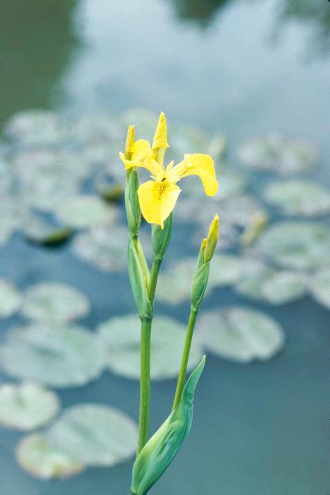 Iris pseudacorus | yellow iris Bogs/RHS Gardening Iris Pseudacorus, Tub Pond, Hampton Court Palace Gardens, Yellow Iris, Palace Garden, Hampton Court Palace, Garden Types, Summer Yellow, Herbaceous Perennials