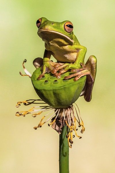 Frosch Illustration, Frog Species, Tattoo Nature, Frog Pictures, Nature Wallpapers, Funny Frogs, Frog Art, Airbrush Art, A Frog