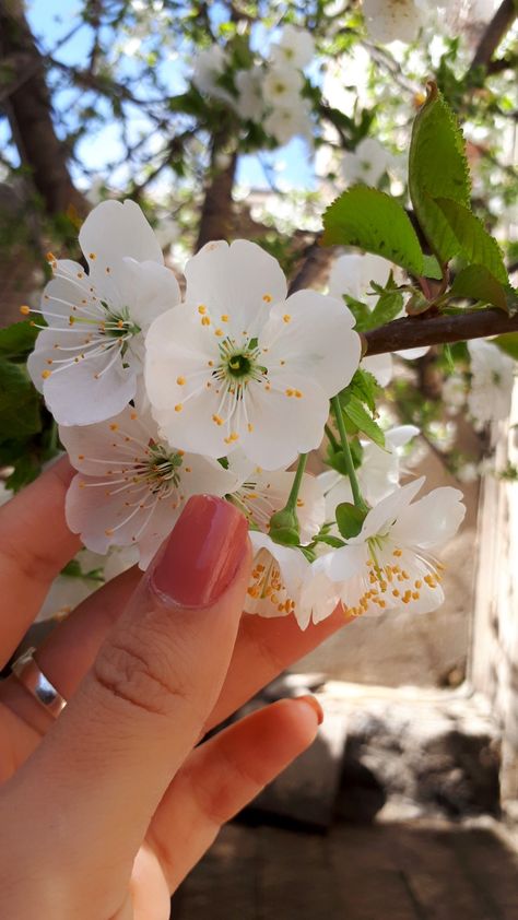 Love Rose Flower, Paid Promotion, Hand Photography, Spring Roses, Hand Flowers, Hand Pictures, Iphone Wallpaper Quotes Love, Best Poses For Pictures, Instagram Ideas Photography