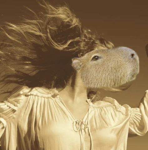 Capybara Taylor Swift, Capybara Pet, Dog Tricks, Mental Stimulation, Funny Pix, Funny Animal Photos, Taylor Swift Funny, Taylor S, Taylor Swift Videos