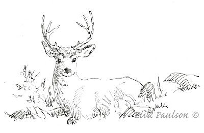 Deer Rut, Deer Sketch, Science Drawing, Buddhist Tattoo, Herring Gull, Sketchbook Challenge, Drawing Pens, Sketch Journal, R Tattoo