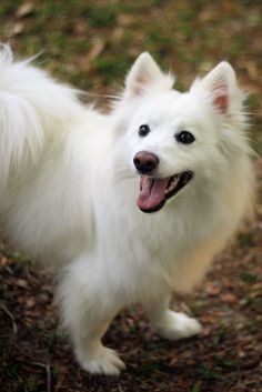 Dogs Japanese Spitz Dog, Dog Fever, Spitz Dogs, Japanese Spitz, Fat Boy, Happy Boy, White Dog, Taffy, White Dogs