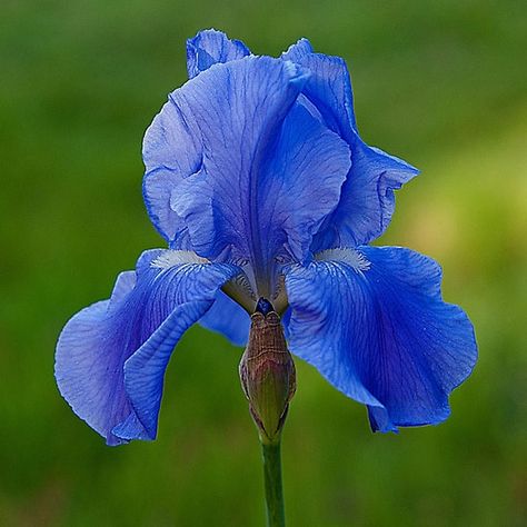 Lirio azul, sinónimo de elegancia...... Pu Erh, Vampire Books, Related Post, Beautiful Flowers Garden, L Alphabet, Iris Flowers, Barbados, Amazing Flowers, Blue Flowers