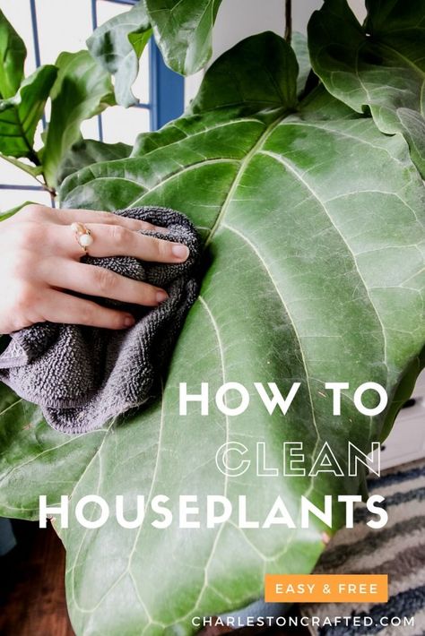 Houseplant Leaves, Plants Tips, Tomato Fertilizer, 5 Day Challenge, Plants Leaves, Decor Plants, How Do You Clean, Yard Project, Liquid Fertilizer