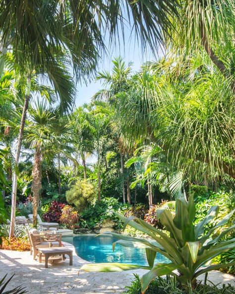 Tropical Pool Landscaping, Pool Landscaping Ideas, Palm Trees Landscaping, Florida Pool, Tropical Backyard, Pool Renovation, Pool Colors, Above Ground Pool Landscaping, Tropical Pool