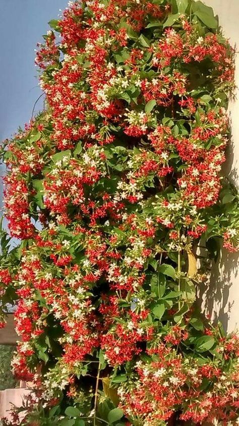 Madhu Malti Flower, Madhumalti Flower, Madhumalti Plant, Lilly Garden Ideas, Creeper Plants, Orange Lilly, Outdoor Flowering Plants, Lilly Garden, Flower Gardening Ideas