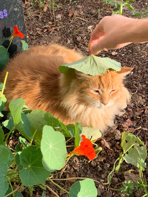 Orange Cat, Orange, Plants, Flowers, White