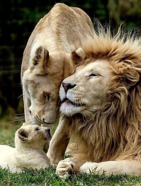 Pictures Worth More Than 1000 Words (24 images) Big Cat Family, Lion Family, Panthera Leo, Lions Photos, Lion Photography, Lion Images, Lion Pictures, Cat Family, Silly Animals