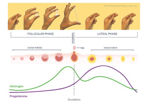 Cervical Mucus Gallery Hormone Nutrition, Fertility Awareness Method, Corpus Luteum, Cervical Mucus, Fertility Awareness, Fertility Boost, Menstrual Health, Baby Facts, Nursing Study